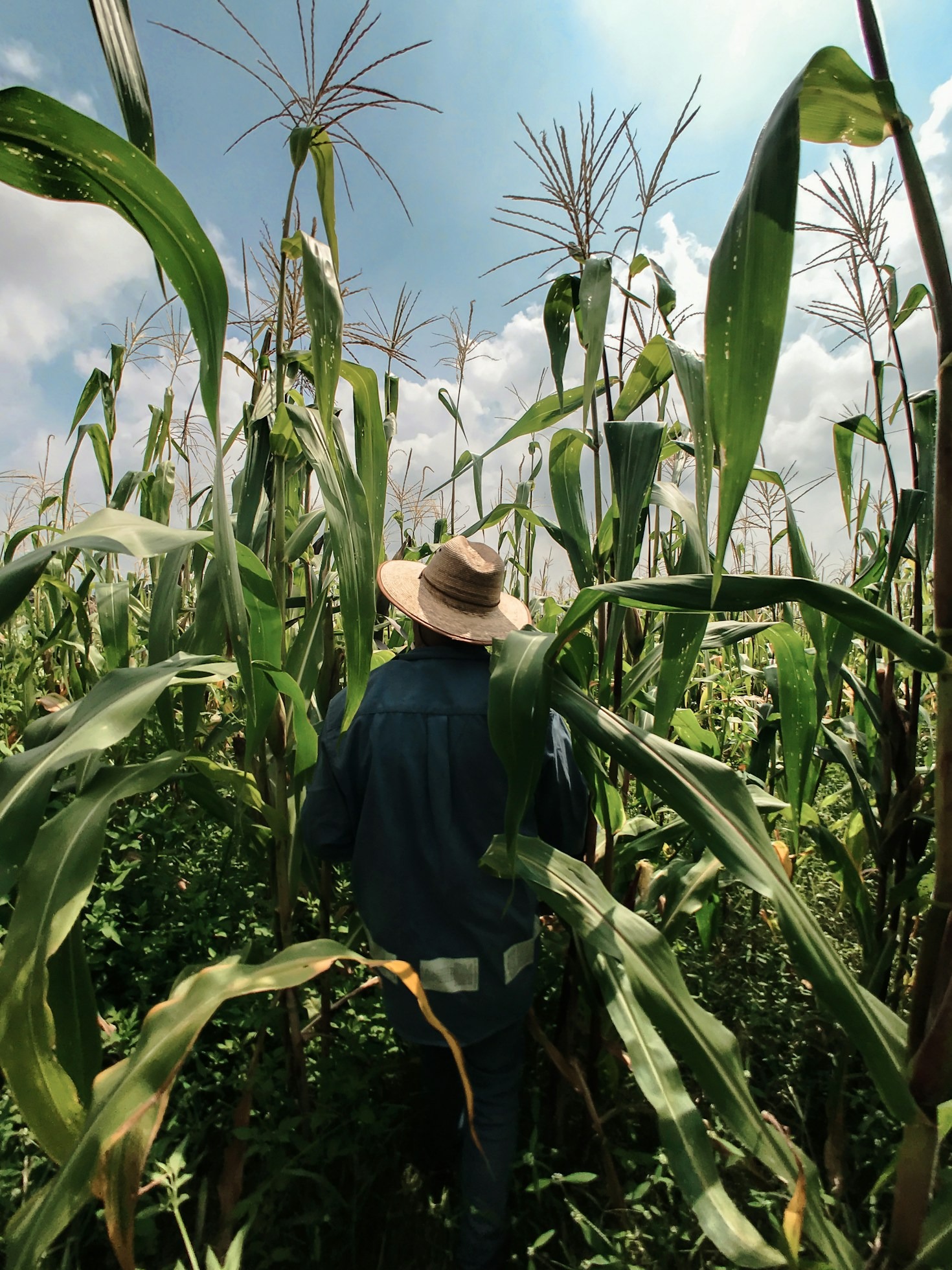Como o VeroAgro está transformando o comércio agrícola