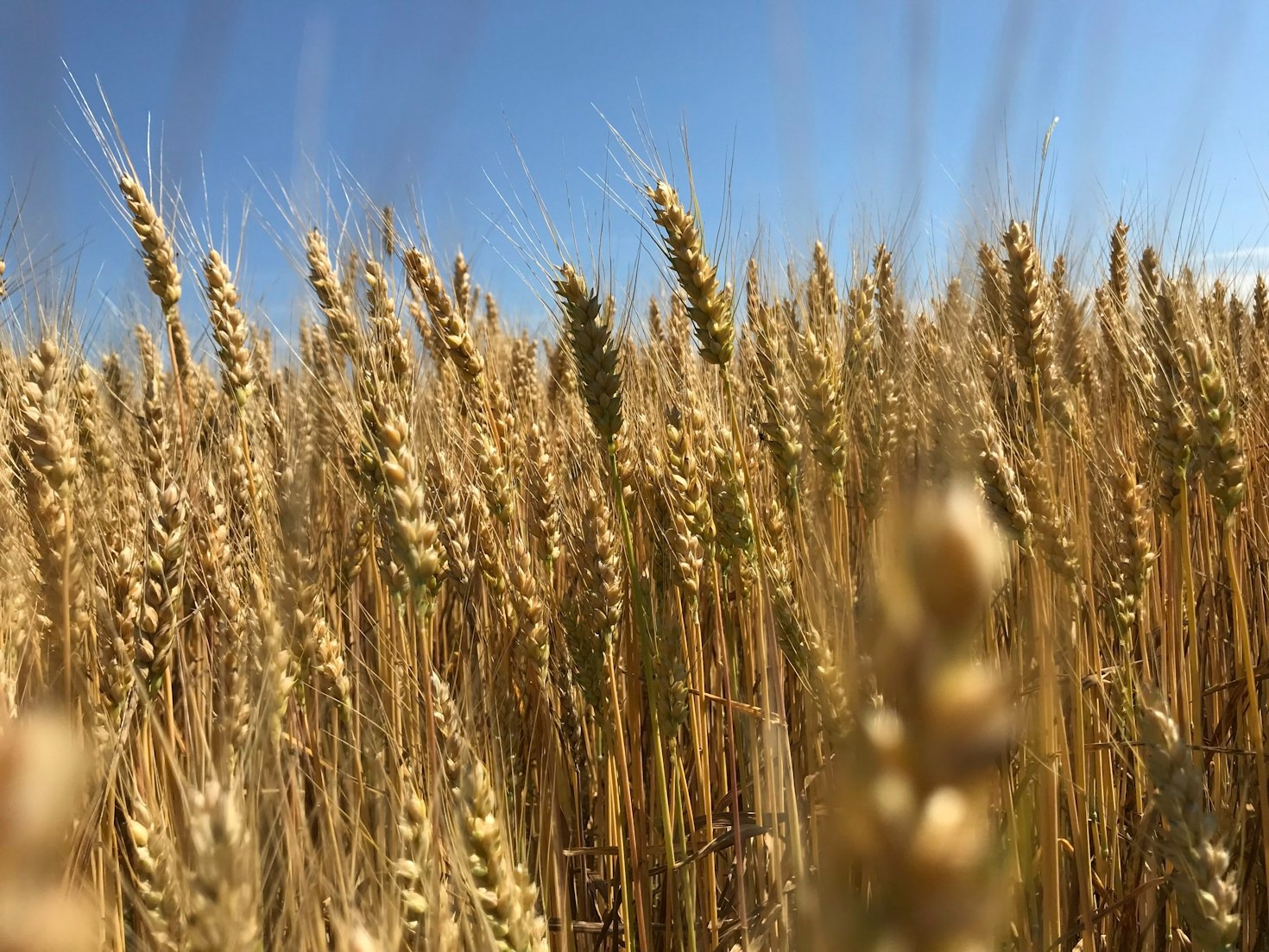 5 vantagens de usar plataformas digitais no agronegócio