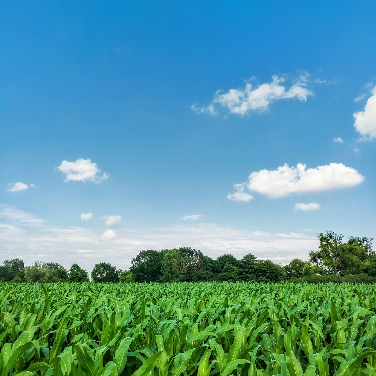 Transparência no mercado agrícola: por que é importante?