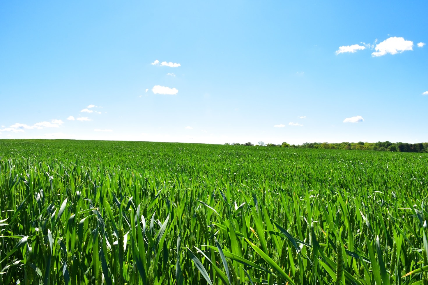 Dicas para escolher fertilizantes de qualidade pelo VeroAgro