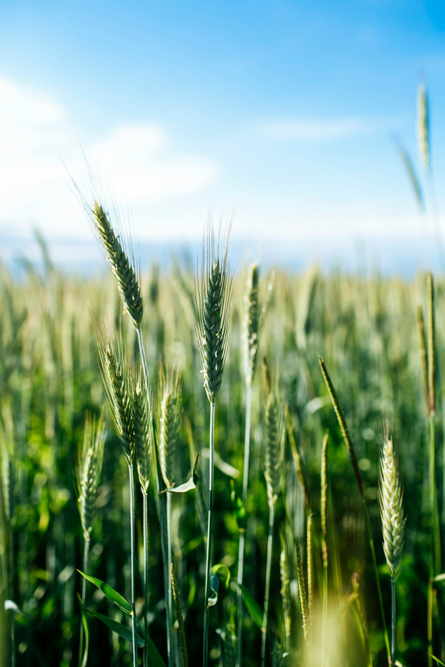A evolução do comércio de insumos agrícolas no Brasil